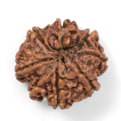 Ganesha-Rudraksha-Nepal-3-Back