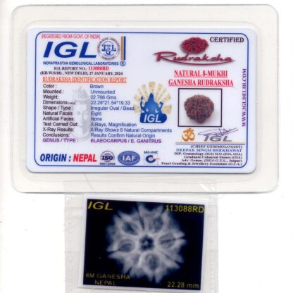 Ganesha-Rudraksha-Nepal-3-Certificate