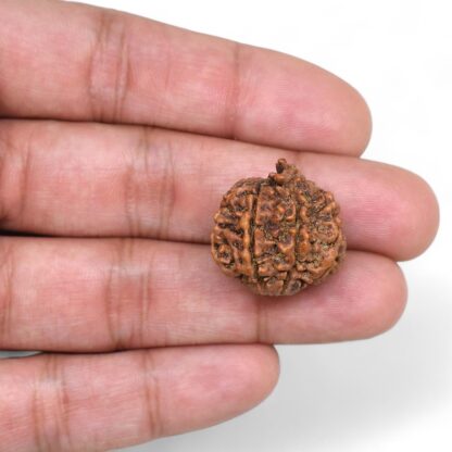 Ganesha-Rudraksha-Nepal-3-Hand