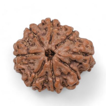 Ganesha-Rudraksha-Nepal-4