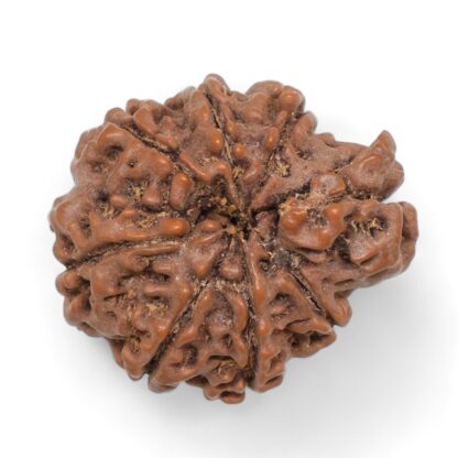 Ganesha-Rudraksha-Nepal-4-Back