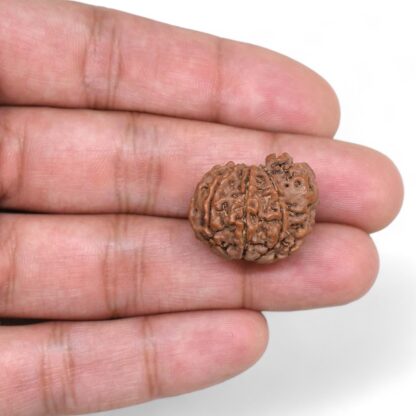 Ganesha-Rudraksha-Nepal-4-Hand