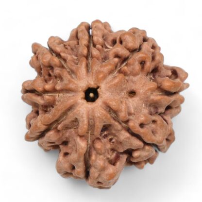 Ganesha-Rudraksha-Nepal-5