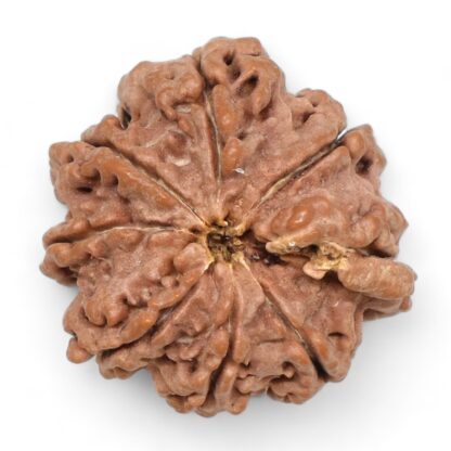 Ganesha-Rudraksha-Nepal-5-Back