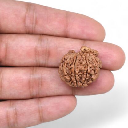 Ganesha-Rudraksha-Nepal-5-Hand