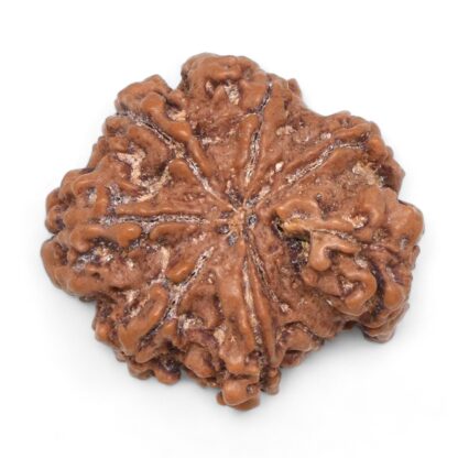 Ganesha-Rudraksha-Nepal-6-Back