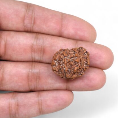 Ganesha-Rudraksha-Nepal-6-Hand