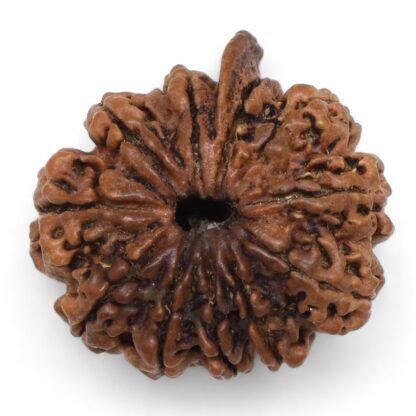 Ganesha-Rudraksha-Nepal-7