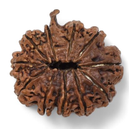 Ganesha-Rudraksha-Nepal-7-Back