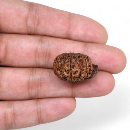 Ganesha-Rudraksha-Nepal-7-Hand