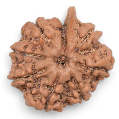 Ganesha-Rudraksha-Nepal-8