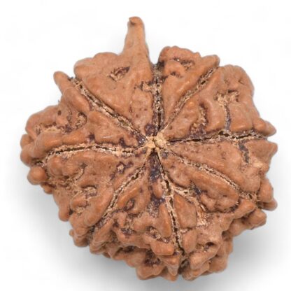 Ganesha-Rudraksha-Nepal-8-Back