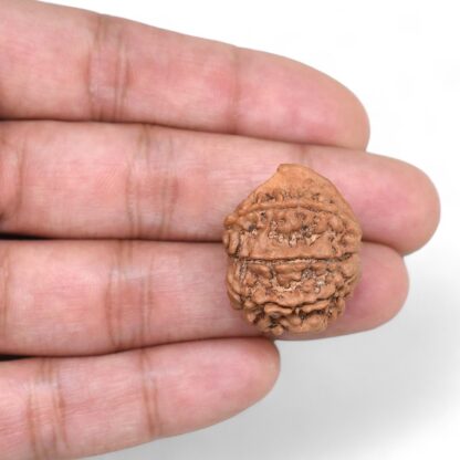 Ganesha-Rudraksha-Nepal-8-Hand