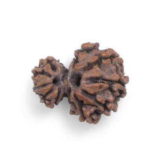 Garbh-Gauri-Rudraksha-Nepal-1