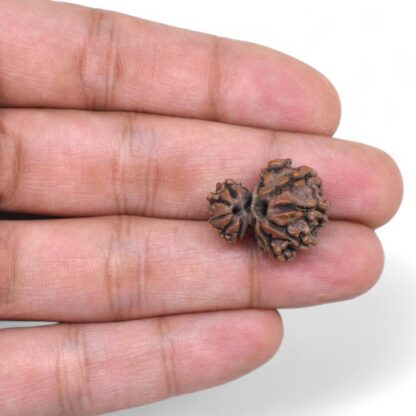 Garbh-Gauri-Rudraksha-Nepal-1-Hand