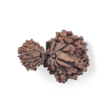 Garbh-Gauri-Rudraksha-Nepal-2