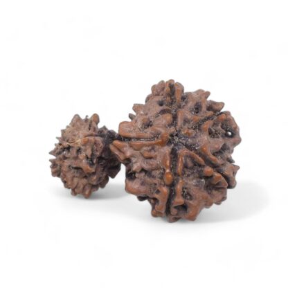 Garbh-Gauri-Rudraksha-Nepal-2-Back