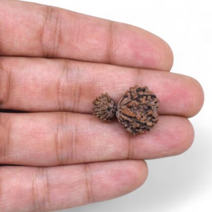 Garbh-Gauri-Rudraksha-Nepal-2-Hand