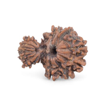 Garbh-Gauri-Rudraksha-Nepal-3