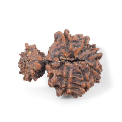 Garbh-Gauri-Rudraksha-Nepal-3-Back