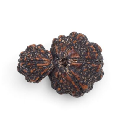 Garbh-Gauri-Rudraksha-Nepal-4