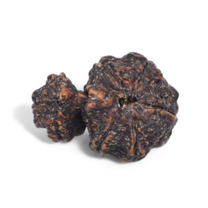 Garbh-Gauri-Rudraksha-Nepal-4-Back