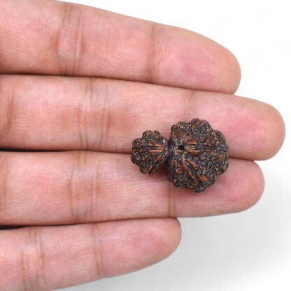 Garbh-Gauri-Rudraksha-Nepal-4-Hand