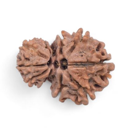 Garbh-Gauri-Rudraksha-Nepal-5