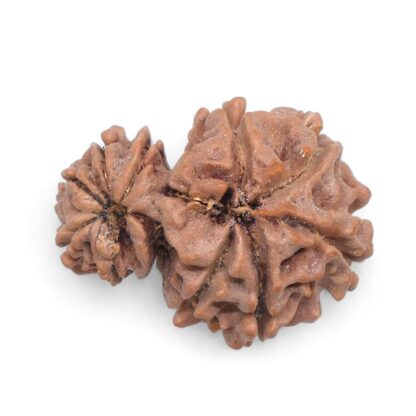 Garbh-Gauri-Rudraksha-Nepal-5-Back