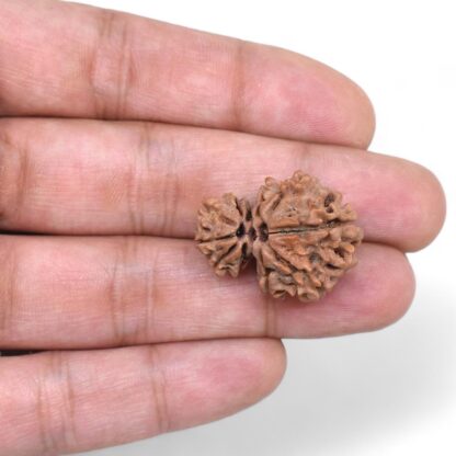 Garbh-Gauri-Rudraksha-Nepal-5-Hand