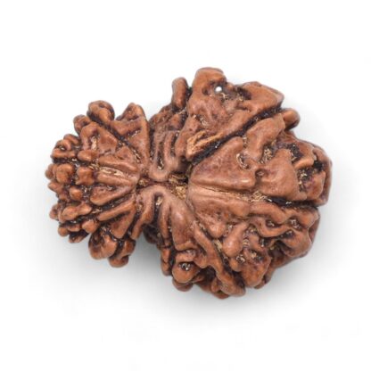 Garbh-Gauri-Rudraksha-Nepal-6