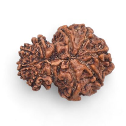 Garbh-Gauri-Rudraksha-Nepal-6-Back