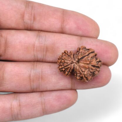 Garbh-Gauri-Rudraksha-Nepal-6-Hand