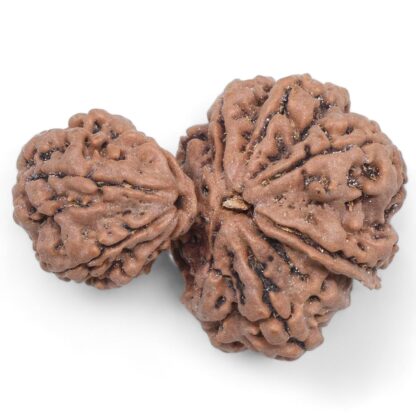 Garbh-Gauri-Rudraksha-Nepal-7