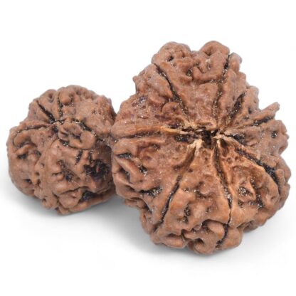 Garbh-Gauri-Rudraksha-Nepal-7-Back