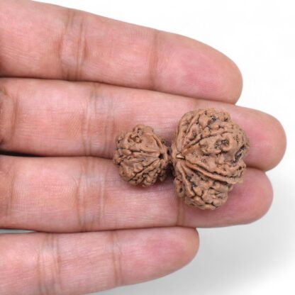 Garbh-Gauri-Rudraksha-Nepal-7-Hand