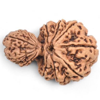 Garbh-Gauri-Rudraksha-Nepal-8