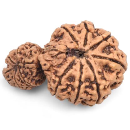 Garbh-Gauri-Rudraksha-Nepal-8-Back