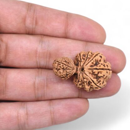 Garbh-Gauri-Rudraksha-Nepal-8-Hand