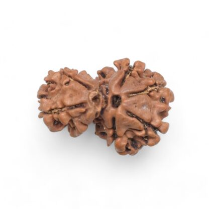 Gauri-Shankar-Rudraksha-Nepal-24