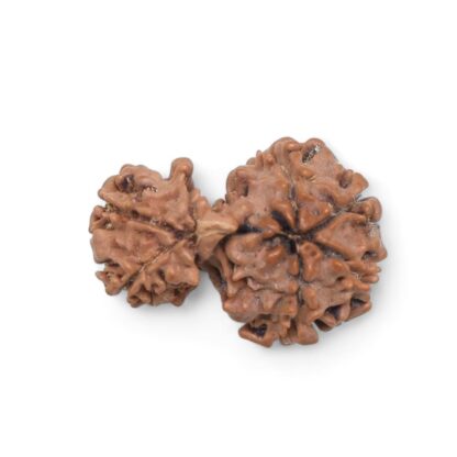 Gauri-Shankar-Rudraksha-Nepal-24-Back