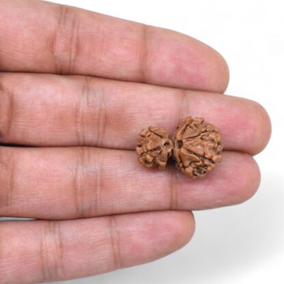 Gauri-Shankar-Rudraksha-Nepal-24-Hand