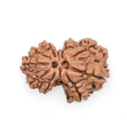 Gauri-Shankar-Rudraksha-Nepal-25