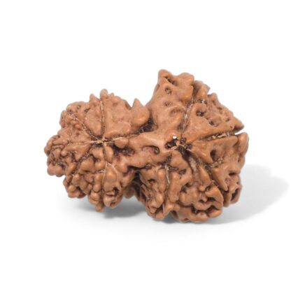 Gauri-Shankar-Rudraksha-Nepal-25-Back