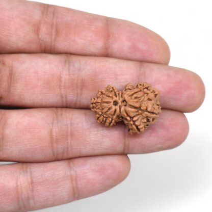 Gauri-Shankar-Rudraksha-Nepal-25-Hand