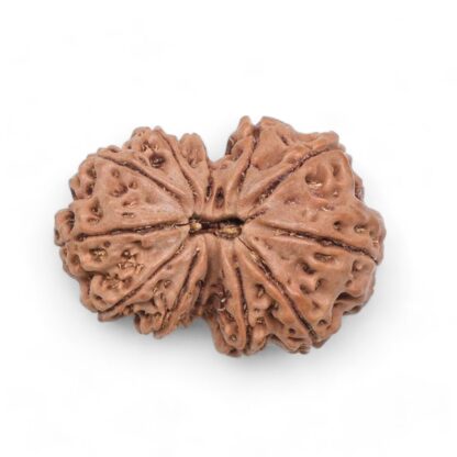 Gauri-Shankar-Rudraksha-Nepal-26