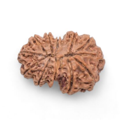 Gauri-Shankar-Rudraksha-Nepal-26-Back