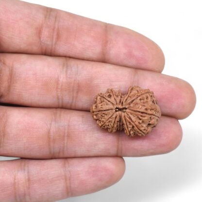 Gauri-Shankar-Rudraksha-Nepal-26-Hand