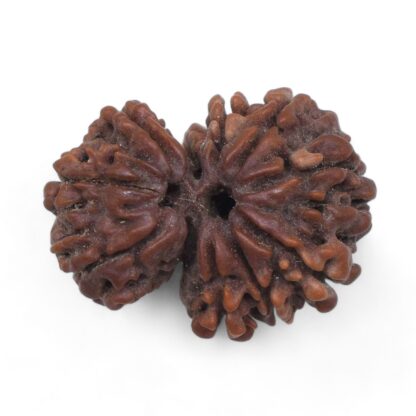 Gauri-Shankar-Rudraksha-Nepal-28