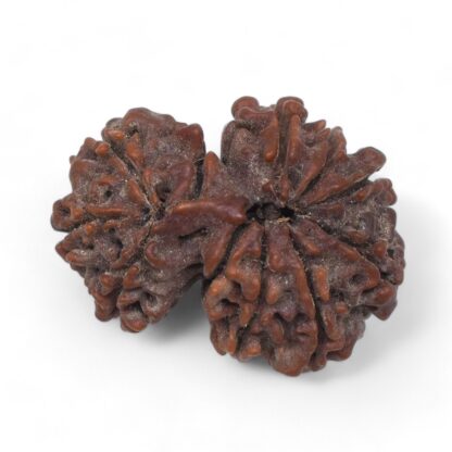 Gauri-Shankar-Rudraksha-Nepal-28-Back